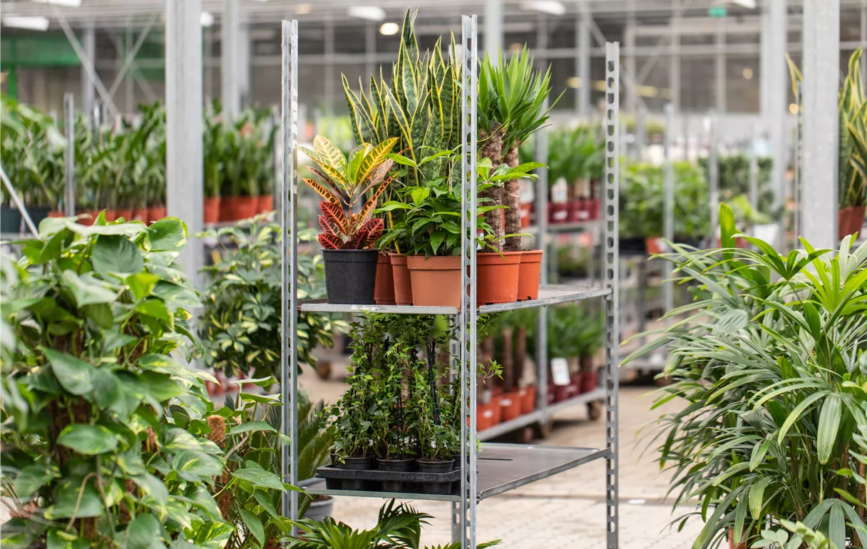 Einkauf im Pflanzengroßmarkt - CC mit Pflanzen