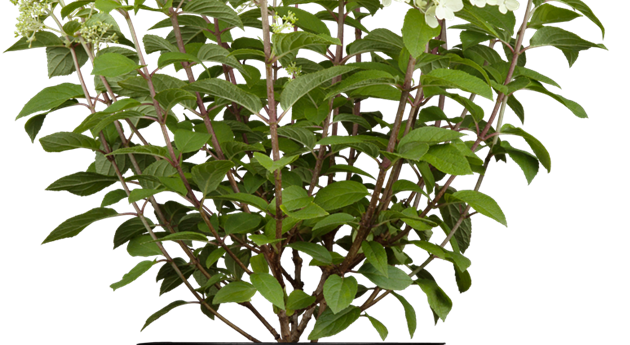 Hydrangea paniculata 'Bobo'®