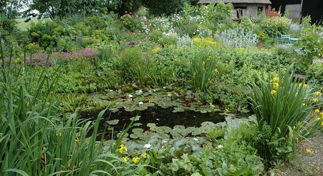 Wasserpflanzen im Garten und die perfekten Nachbarn