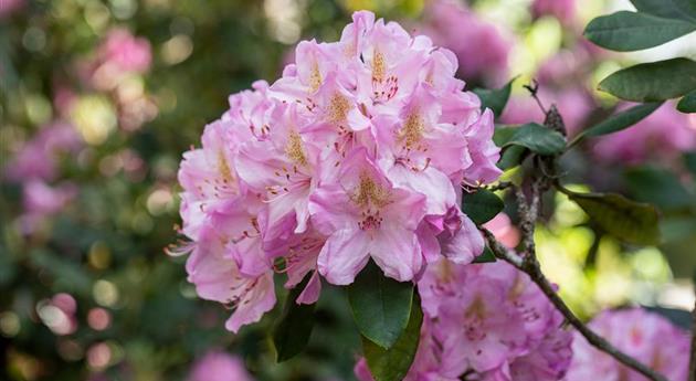 Rhododendron kaufen und den Garten bunt gestalten
