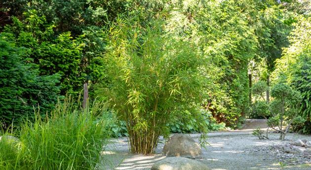 Bambus einpflanzen und asiatisches Flair ins Spiel bringen