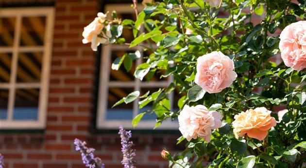 Tipps für die Gartengestaltung mit Rosen