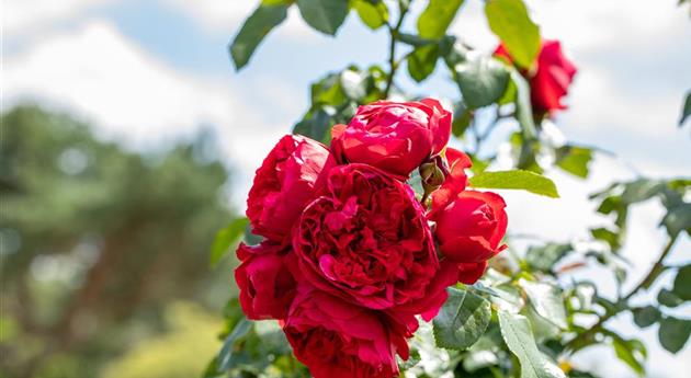 Rosen pflegen – So bleibt die Königin im Garten gesund und hübsch