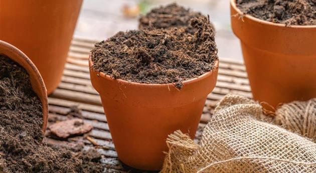 Clay pots with soil
