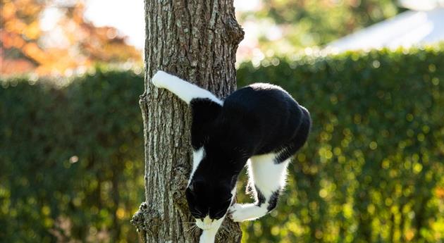 Katze klettert an einem Baum