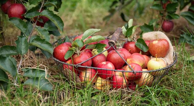 Apfelernte - Äpfel im Korb