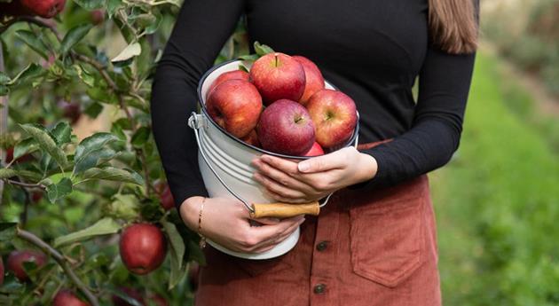 Apfelernte - Frau hält Äpfel im Eimer
