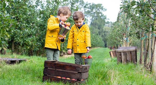 Apfelernte- Kinder sammeln Äpfel