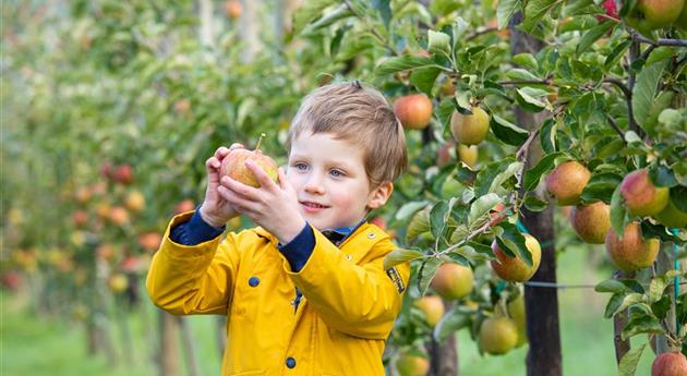 Apfelernte- Kind hält Apfel 
