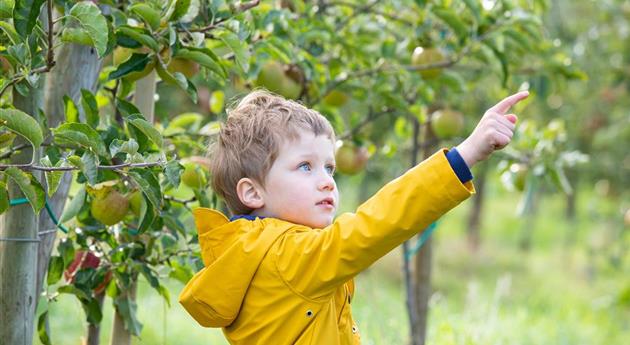 Apfelernte- Kind zeigt auf Apfel
