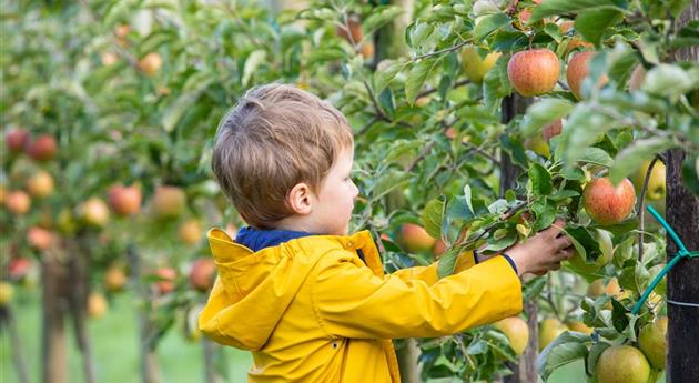 Apfelernte- Kind erntet Äpfel