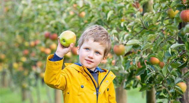 Apfelernte- Kind hält Apfel 