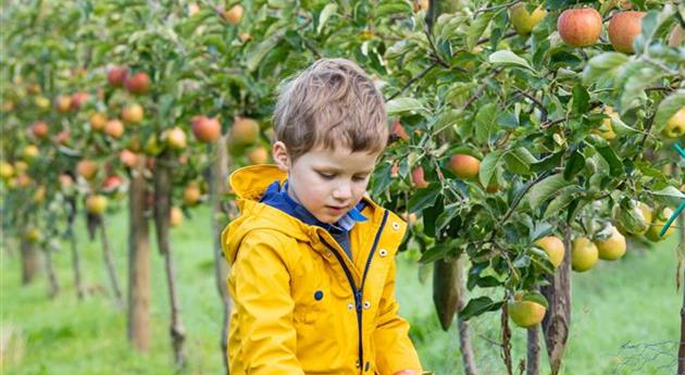 Apfelernte- Kind erntet Äpfel