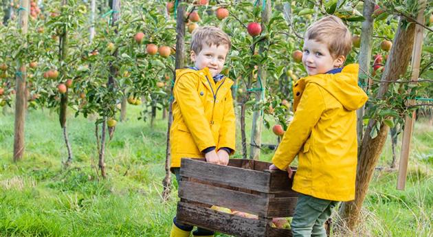 Apfelernte- Kinder tragen Apfelkiste