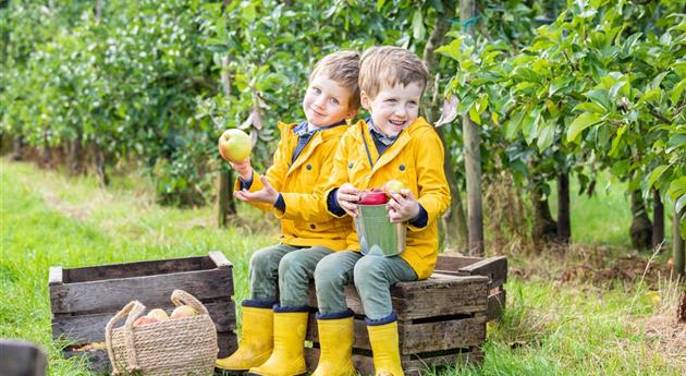 Apfelernte- Kinder sitzen auf Apfelkiste