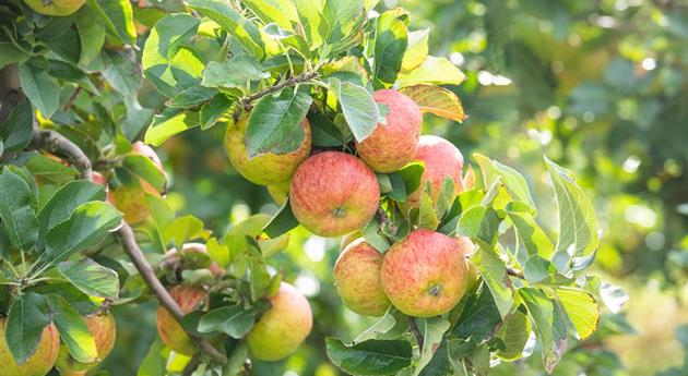 Apfelernte- Äpfel am Baum