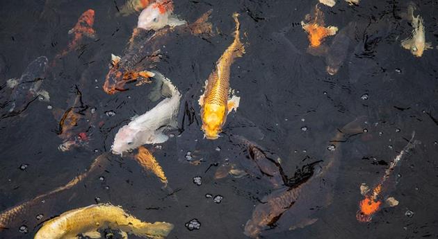 Fische im Teich 