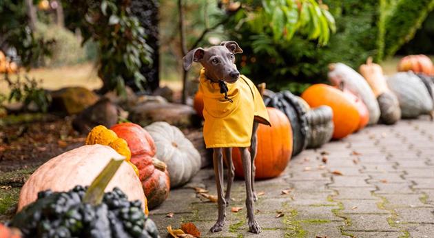 Herbstambiente - Hund mit Regencape