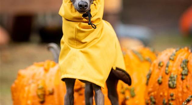 Herbstambiente - Hund mit Regencape