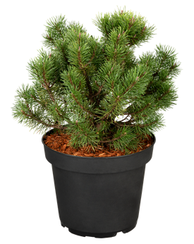 Pinus mugo 'Winzig'