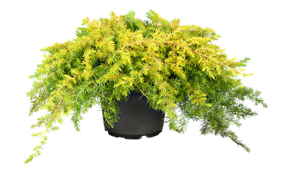 Juniperus conferta 'Allgold'