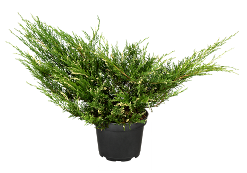 Juniperus horizontalis 'Andorra Compacta Variegata'