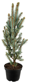Picea pungens 'Iseli Fastigiata'