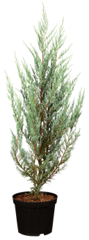 Juniperus virginiana 'Moonglow'