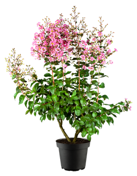 Lagerstroemia indica 'Rhapsody in Pink'®