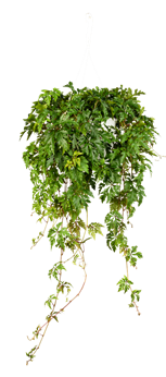 Parthenocissus henryana Ampel