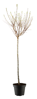Prunus triloba, Stamm