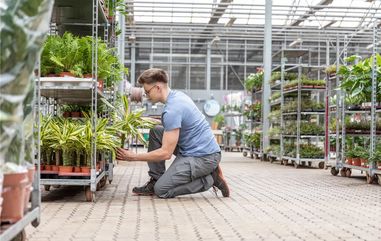 Einkauf im Pflanzengroßmarkt - Mann nimmt Pflanze