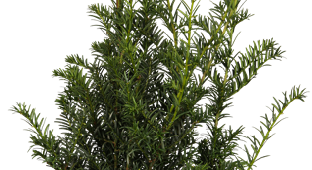 Taxus baccata 'Höpken´s Gigant'