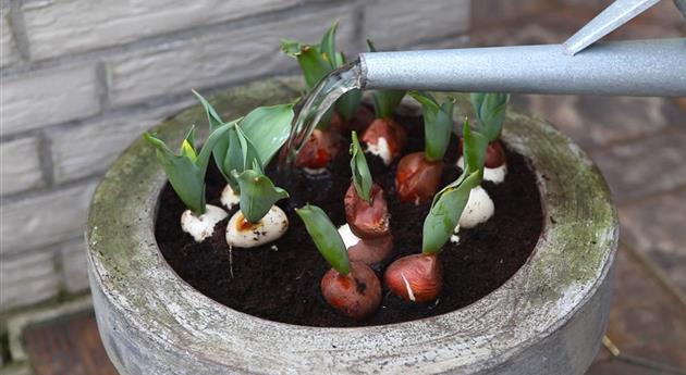 Tulpen - Einpflanzen in ein Gefäß