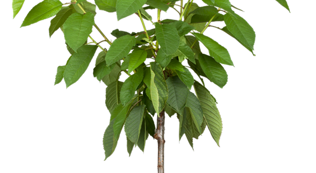 Prunus avium 'Große Schwarze Knorpelkirsche'