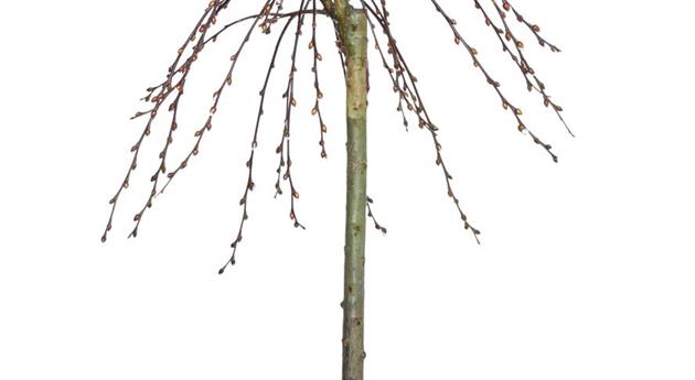 Salix caprea 'Pendula'