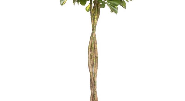 Schefflera arboricola 'Gold Capella', Stamm