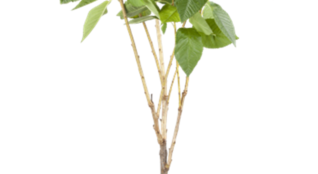 Prunus avium 'Schneiders Späte Knorpel'
