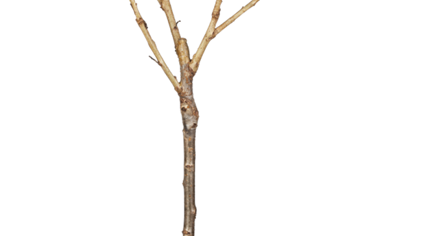Prunus avium 'Büttners Rote Knorpelkirsche'