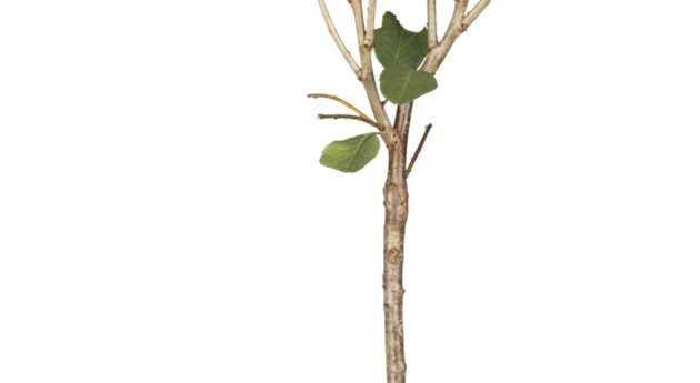 Prunus cerasus 'Morellenfeuer'