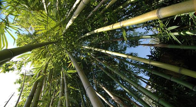 Bambus schneiden ist wie Rasen mähen, nur ein wenig größer
