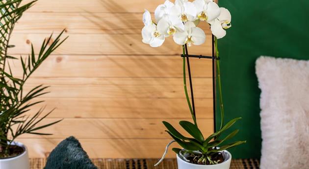Die einmaligen Besonderheiten von Orchideen