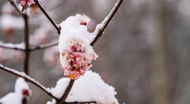 Winterschneeball-Blüte im Schnee