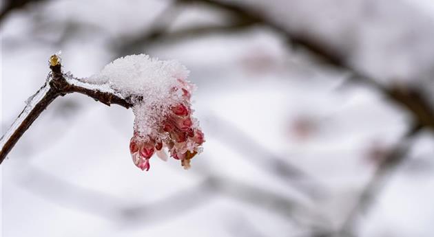 Winterschneeball-Blüte im Schnee