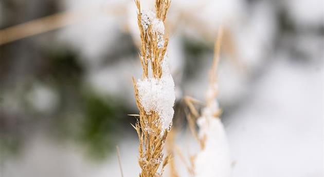 Gras-Samenstand im Schnee