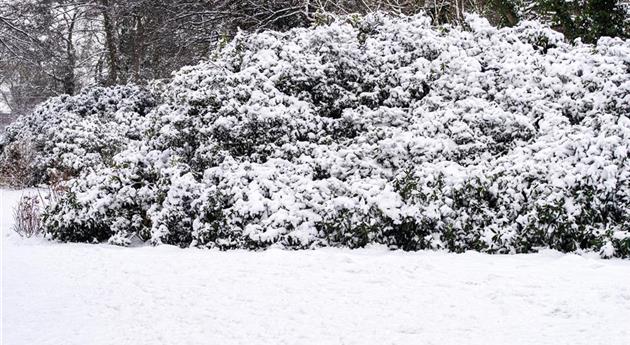 Rhododendron im Schnee