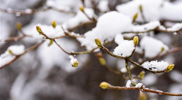 Zweige mit Knospen im Schnee