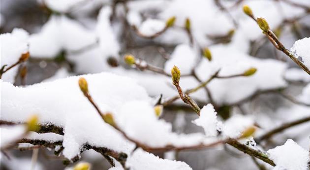 Zweige mit Knospen im Schnee
