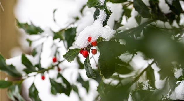 Gartenarbeit im Winter – Vorsicht bei Frost!
