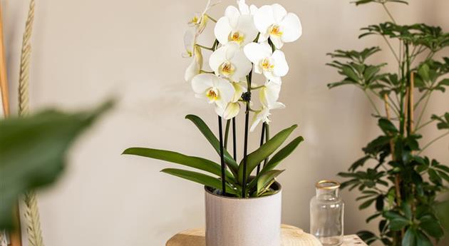 Die beliebtesten Orchideen für echte Pflanzenfans